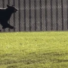 A young bear cub seen near a road in rural Utah with wildlife officials asking for sightings