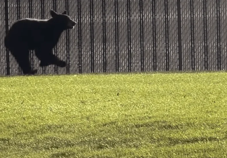 A young bear cub seen near a road in rural Utah with wildlife officials asking for sightings