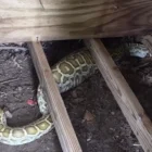 Animal rescuers pull an 8-foot python from under a backyard shed in New Jersey