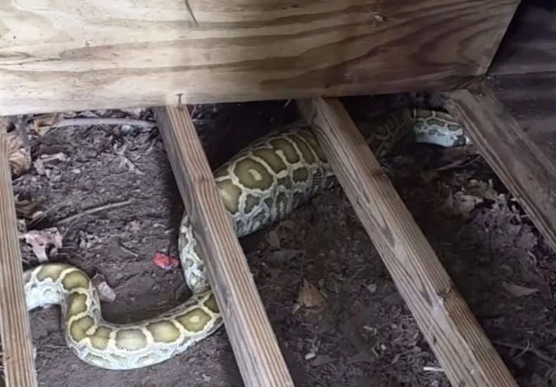 Animal rescuers pull an 8-foot python from under a backyard shed in New Jersey