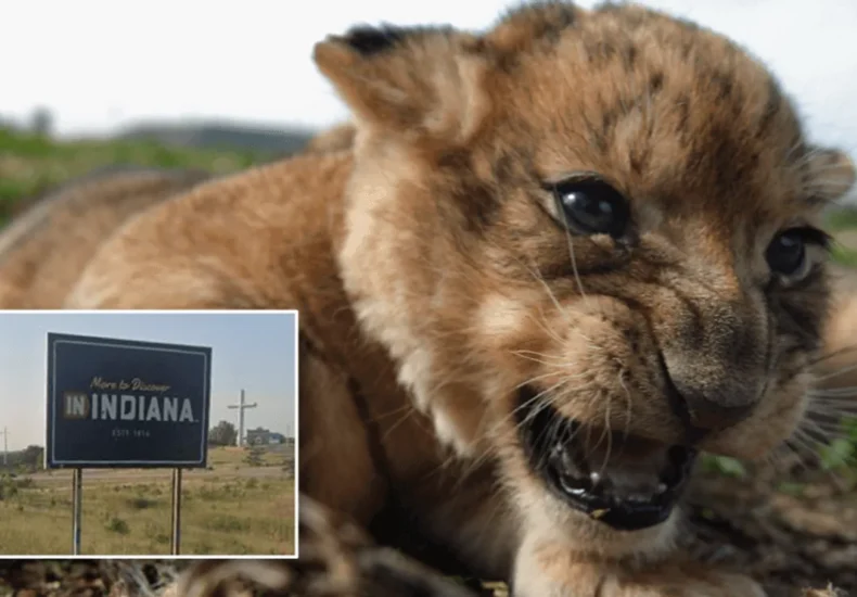 Deputies search a rural Indiana area after a resident reported seeing a lioness and cub