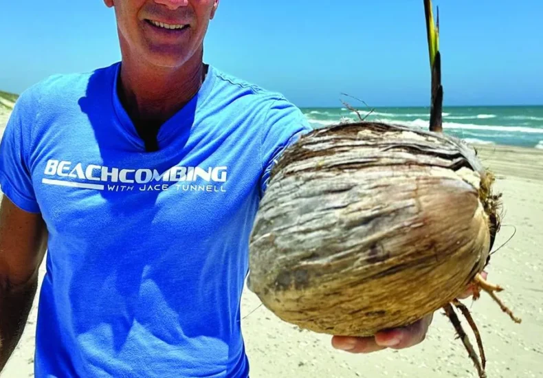 A sprouting coconut found on a Texas beach near the base of sand dunes