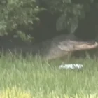 Large alligator near a walking trail in City Park in New Orleans