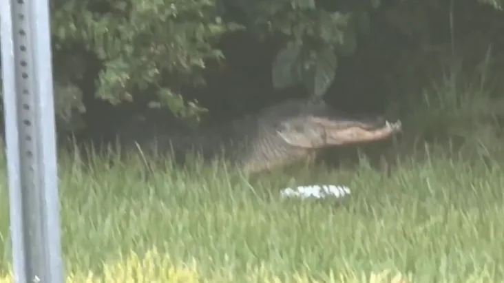 Large alligator near a walking trail in City Park in New Orleans