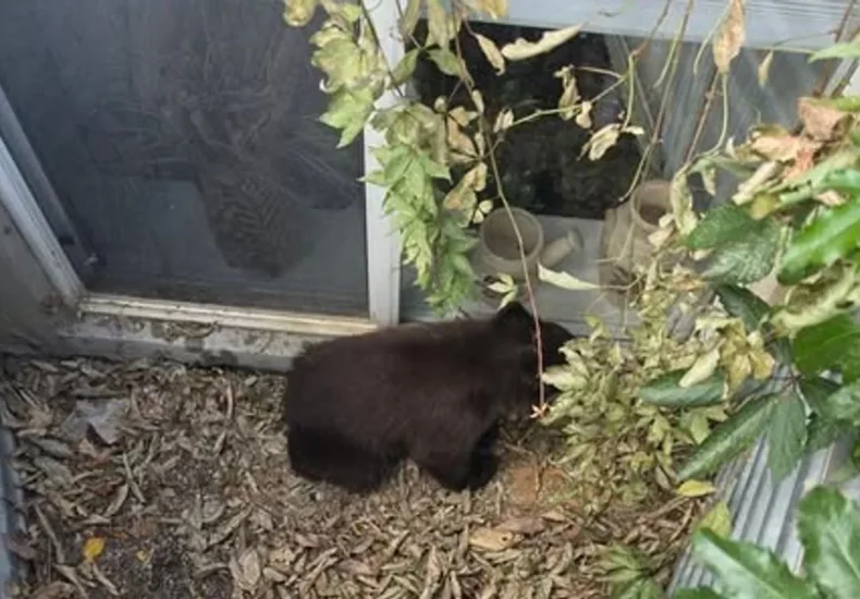 Small bear near an elementary school area in Mount Pleasant, Utah, as officers and wildlife officials respond