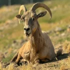 Desert bighorn sheep Sierra, honored by CALM Zoo as the world's oldest known living example