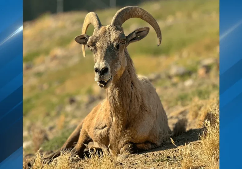 Desert bighorn sheep Sierra, honored by CALM Zoo as the world's oldest known living example