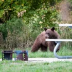 A black bear walking near homes with wildlife officials warning residents about food attractants