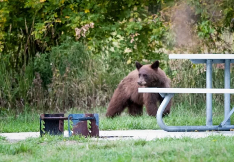 A black bear walking near homes with wildlife officials warning residents about food attractants