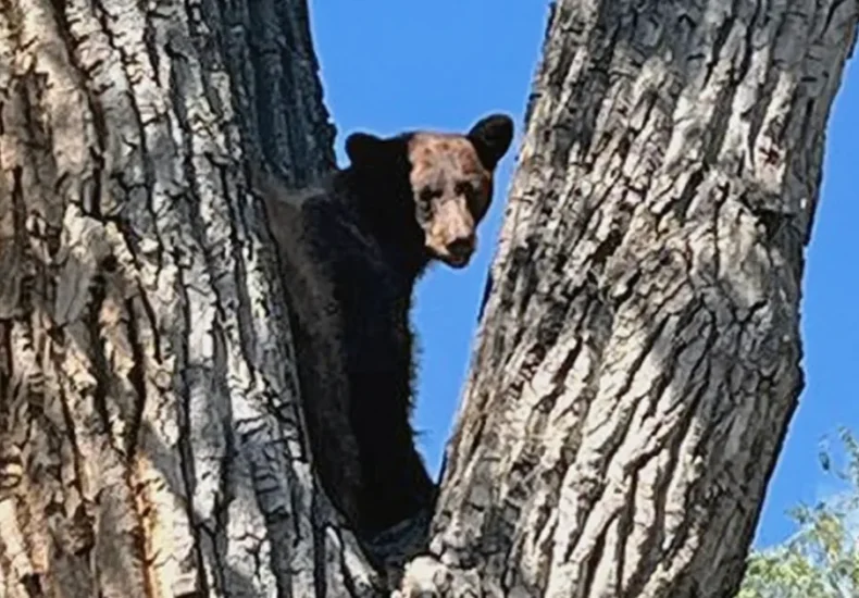 A black bear near a school area in Colorado with students and school buildings in the background