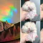 A collection of cute, wholesome animal photos shared online to lift spirits