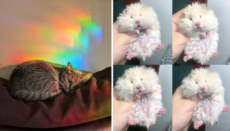 A collection of cute, wholesome animal photos shared online to lift spirits