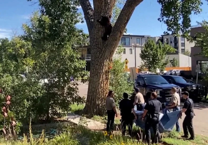 A bear resting in a tree above a Denver neighborhood street