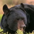 A black bear in a wooded Utah foothills area near homes and trees