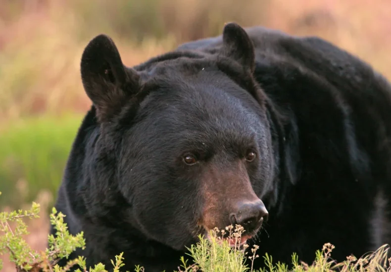 A black bear in a wooded Utah foothills area near homes and trees