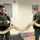 A large Burmese python being handled on the Coney Island boardwalk near beachgoers