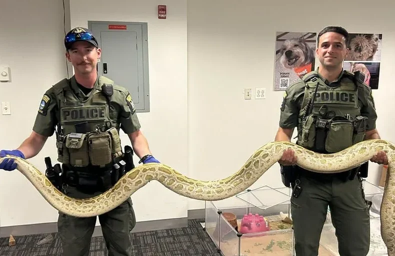 A large Burmese python being handled on the Coney Island boardwalk near beachgoers