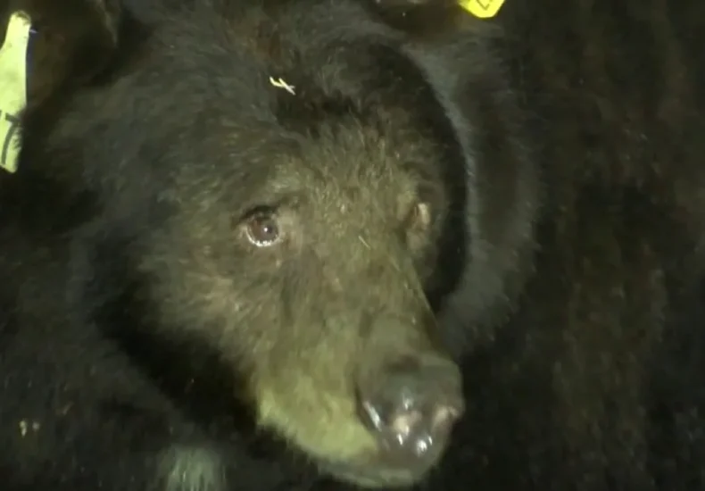 A black bear walking through a Monrovia neighborhood near Los Angeles